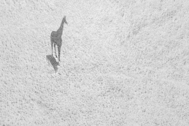Big Shadow Thomas Vijayan Drone Awards Aventura Amazonia.jpg