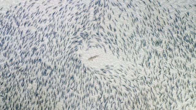 Blacktip Shark Adam Barker Drone Awards Aventura Amazonia.jpg