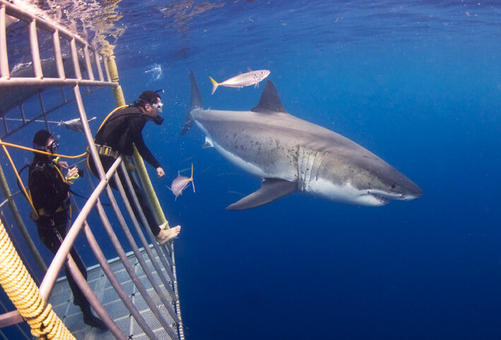 Buceo tiburón blanco México Aventura Amazonia.jpg