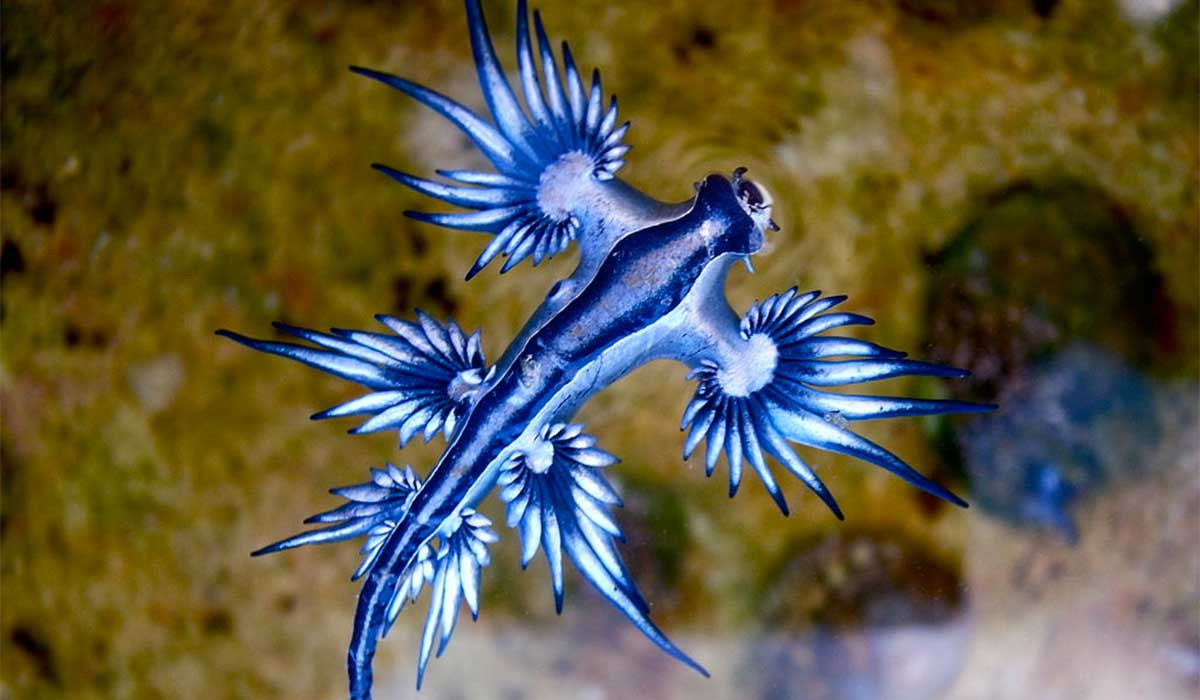 Dragón azul.jpg