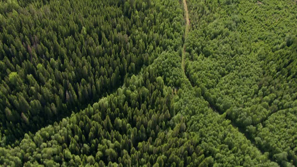 Ecosia Aventura Amazonia.jpg
