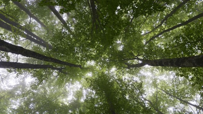 Ecosia Aventura Amazonia2.jpg
