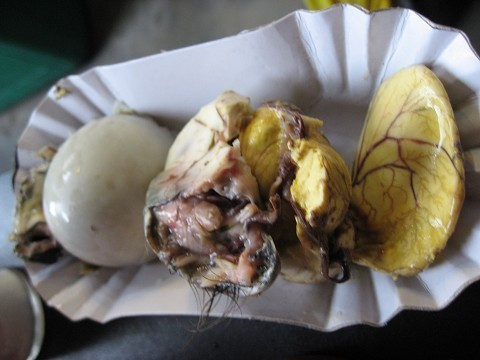 Feto desarrollado de pato aventura amazonia.jpg