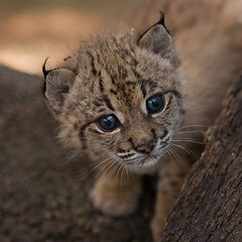 Lince cachorro