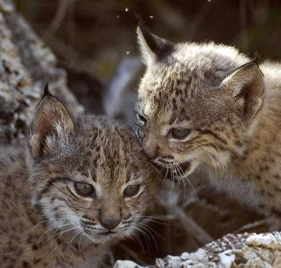 Linces brezo brisa 2005