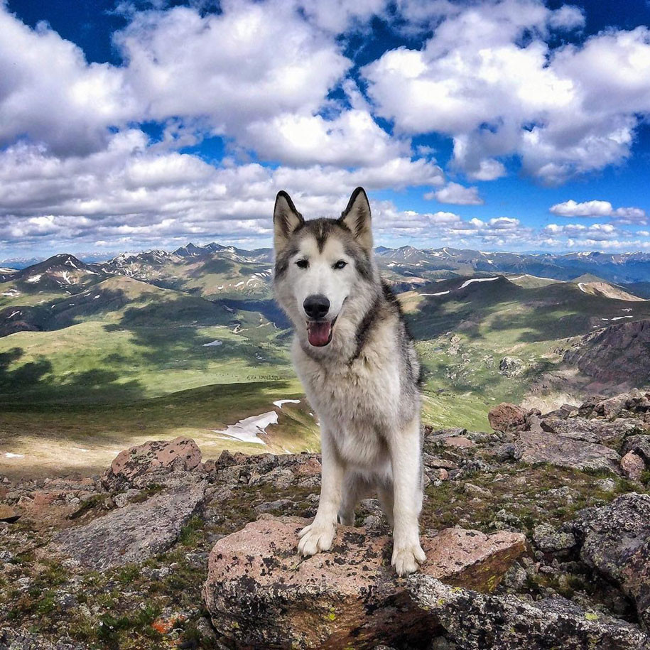 Loki ante paisaje.jpg