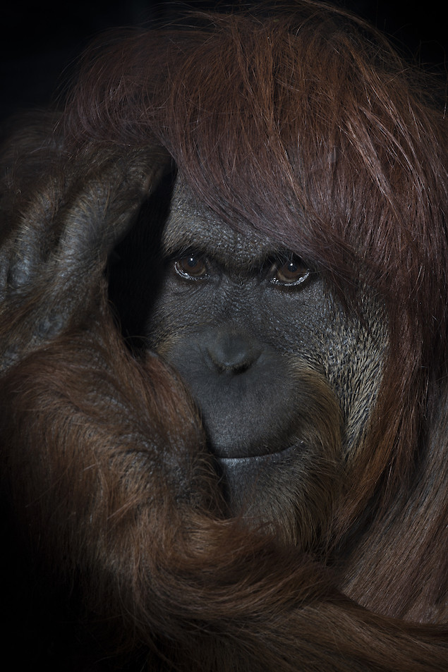 Mark Edward Harris Sony World Photography Awards Aventura Amazonia2.jpg