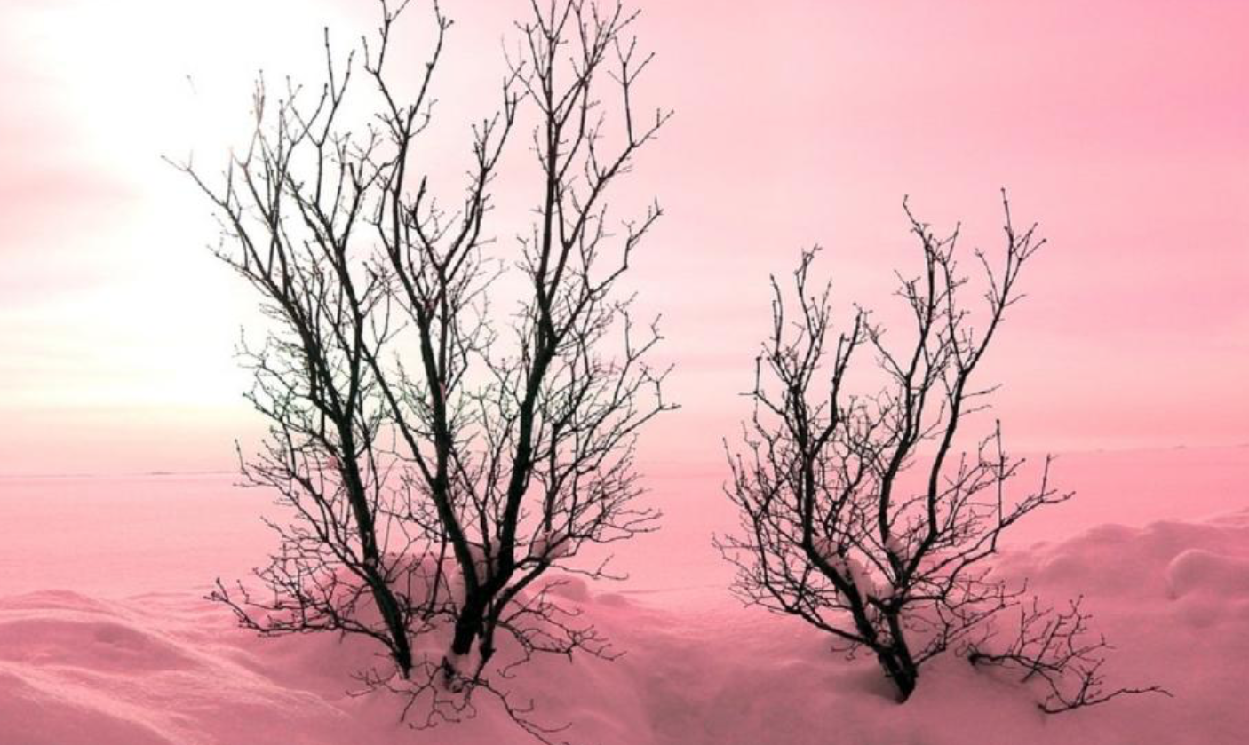 Nieve rosa parques aventura amazonia.png