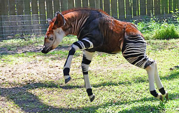 Okapi.jpg