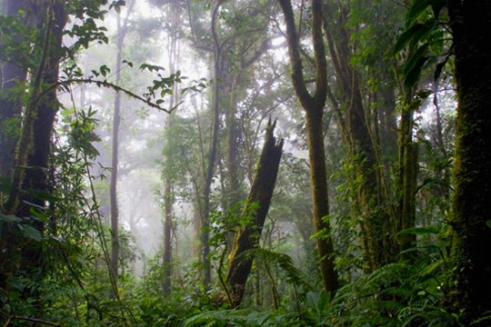 Parque Nacional Cusuco Honduras Aventura Amazonia2.jpg