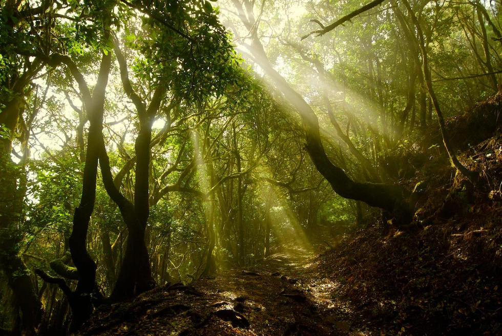 Parque Nacional Garajonay Gomera Islas Canarias Senderismo Hermigua aventura amazonia.jpg
