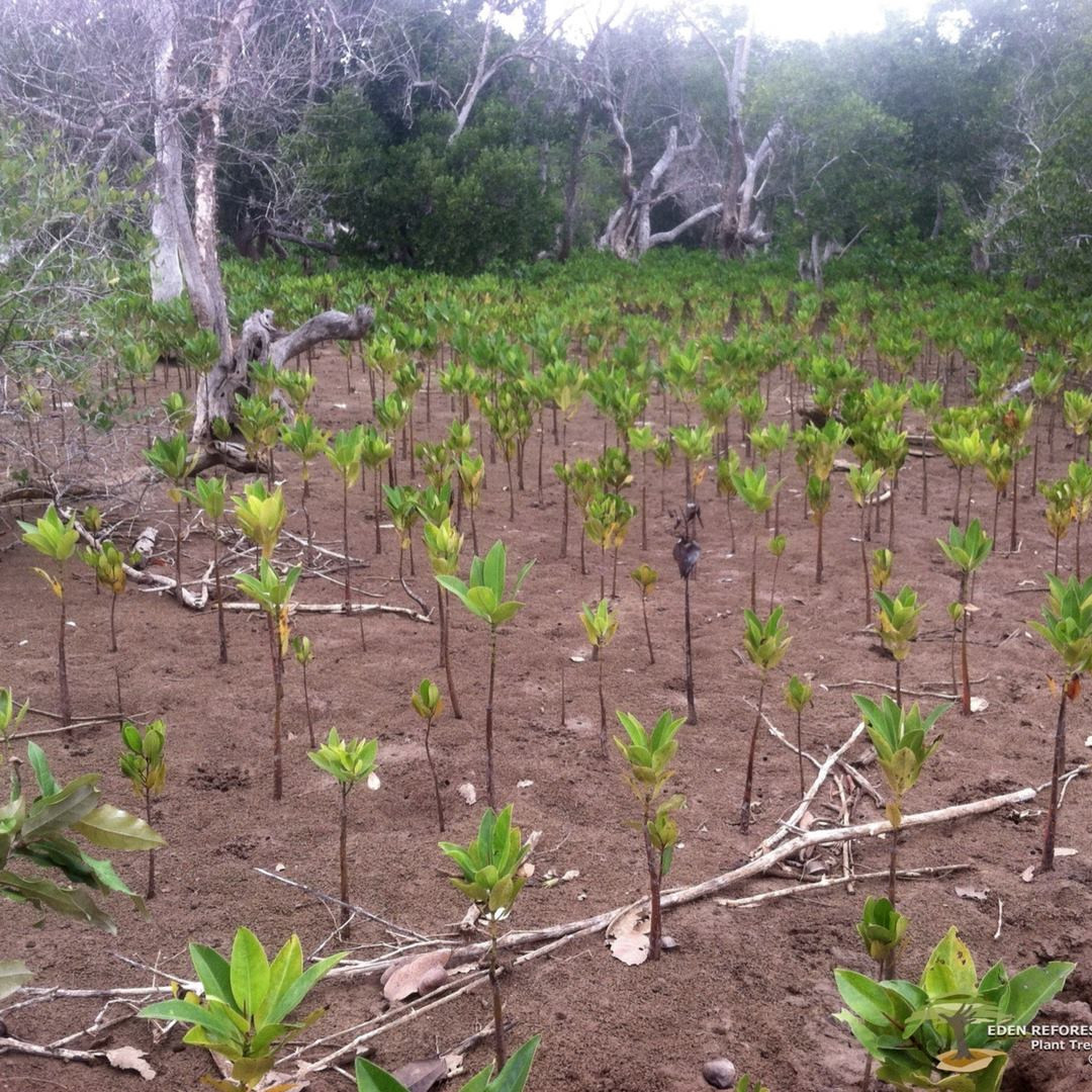 Reforestacion Ecosia Aventura Amazonia2.jpg