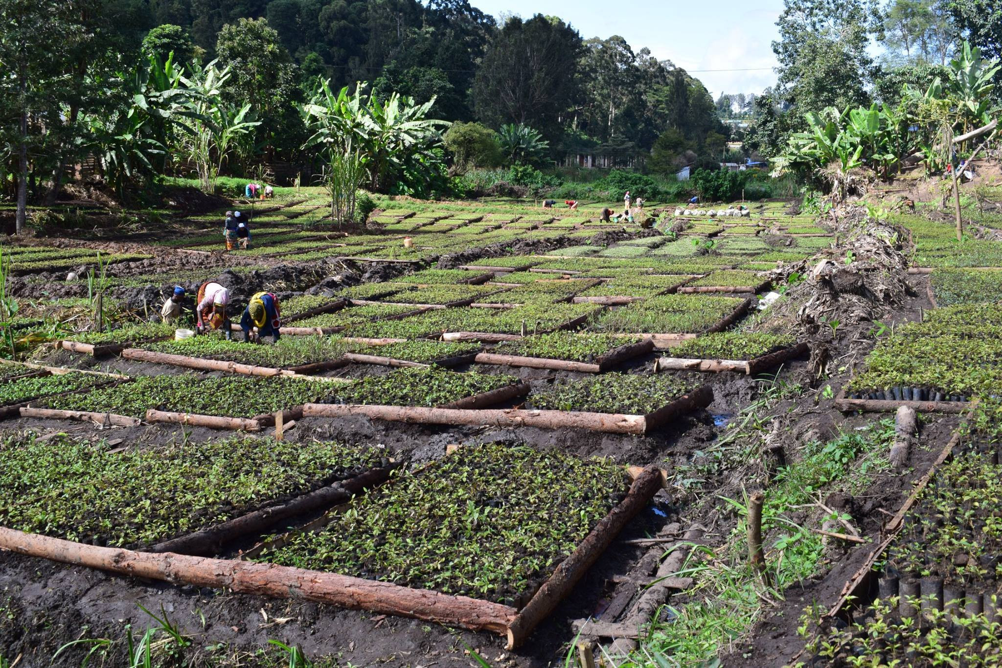 Reforestacion Ecosia Aventura Amazonia7.jpg