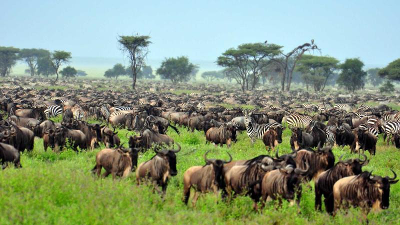 Serengeti Tanzania Aventura Amazonia.jpg