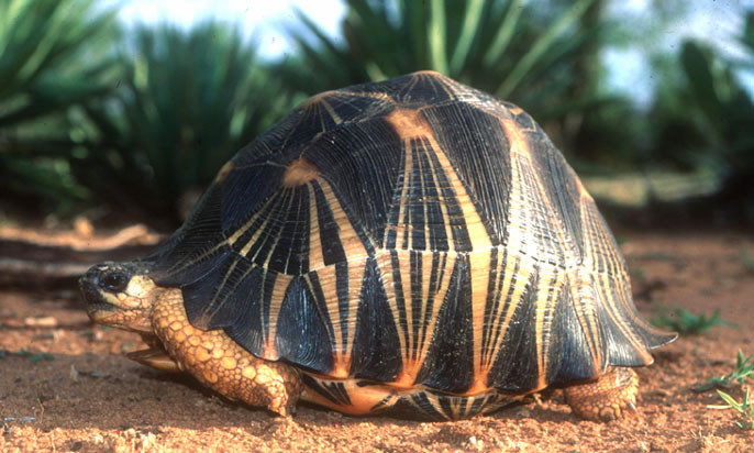 Tortuga estrellada.jpg