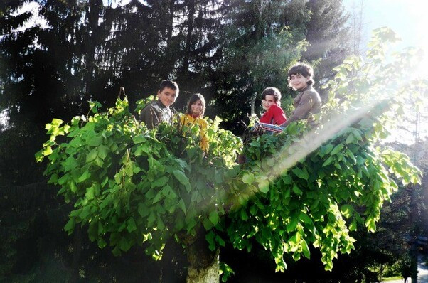 niños subidos árbol.jpg