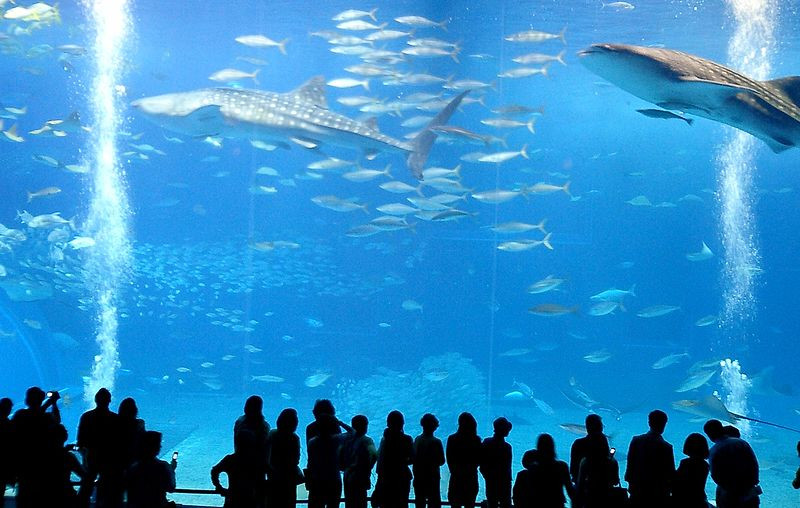 acuario Churami Okinawa aventura amazonia6.jpg