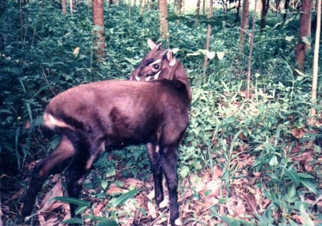 saola.jpg