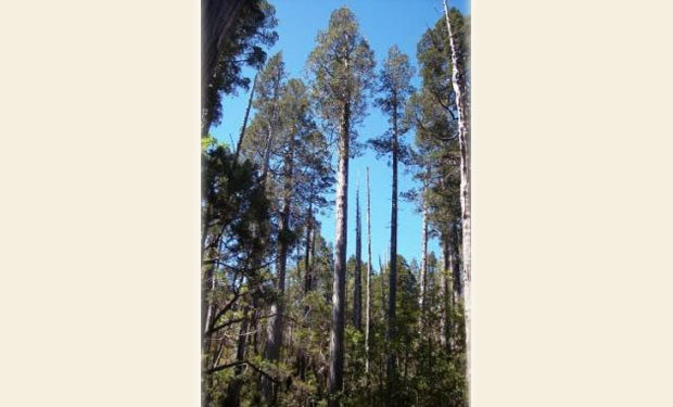 arbol centenario Alerce