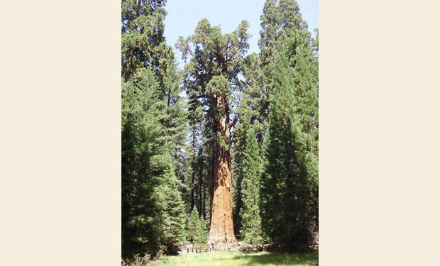 arbol centenario california general Sherman