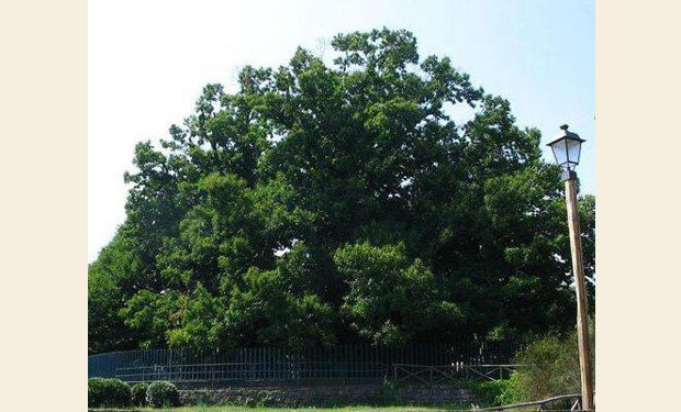 arbol centenario castano cien caballos Sicilia