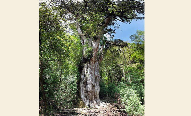 arbol centenario jmon sugi Japon