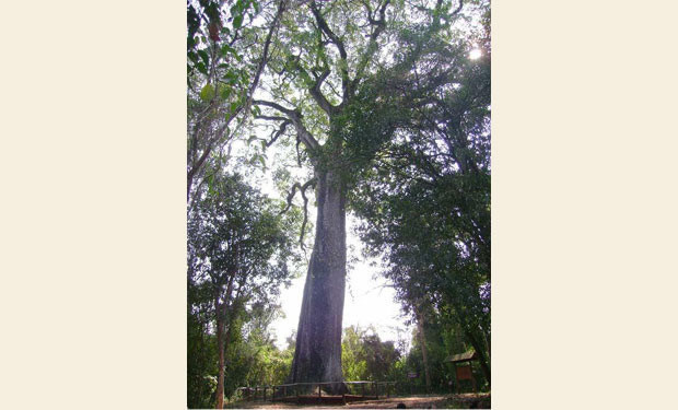 arbol centenario patriarca floresta Brasil