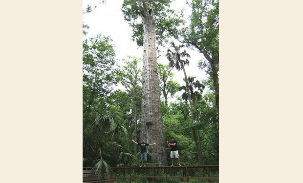 arbol centenario senador EEUU