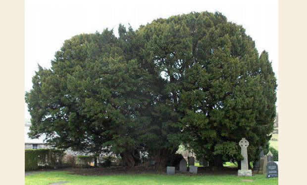 arbol centenario tejo llangernyw Gales