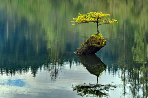 Árbol creciendo en un tronco muerto