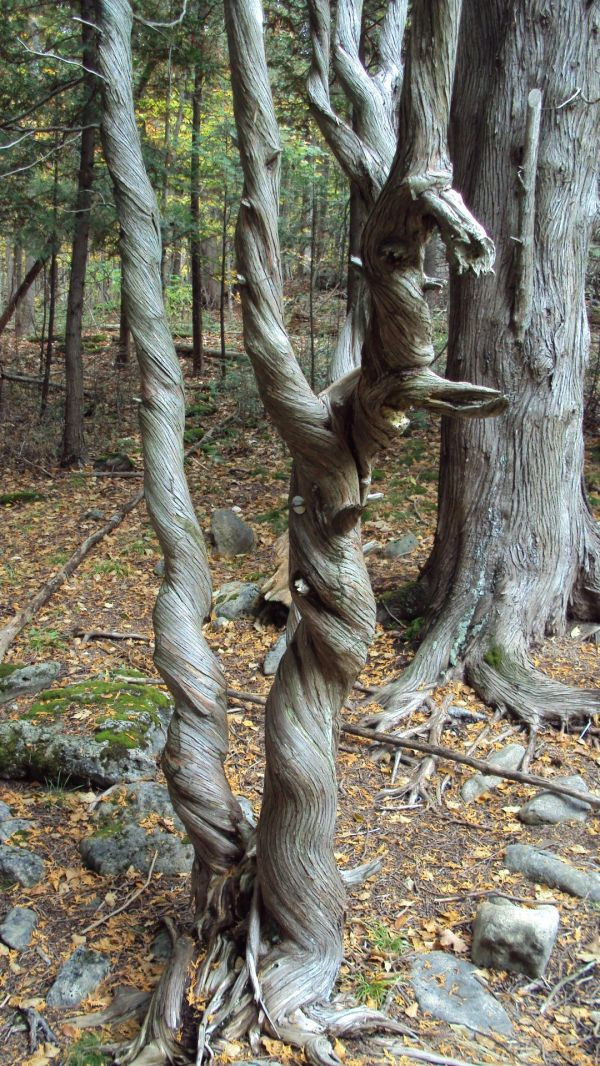 Arbol Espiral