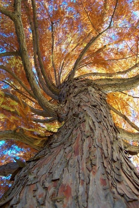 arbol remolino espiral