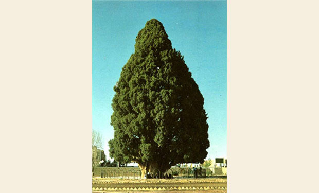 Arbol Sarve Abarqu Irán