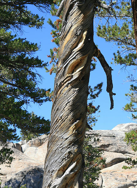 Arbol Tronco Espiral