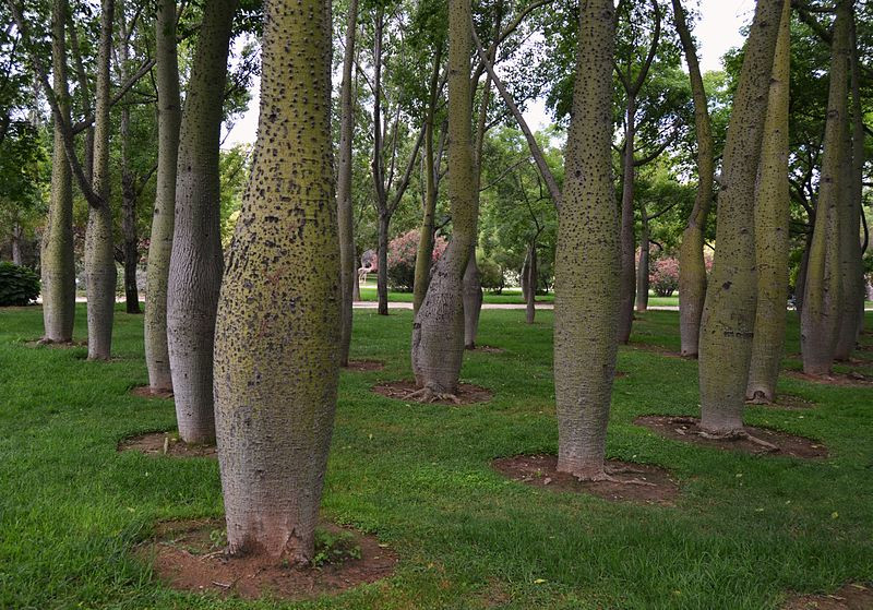 bosque arboles Toborochis