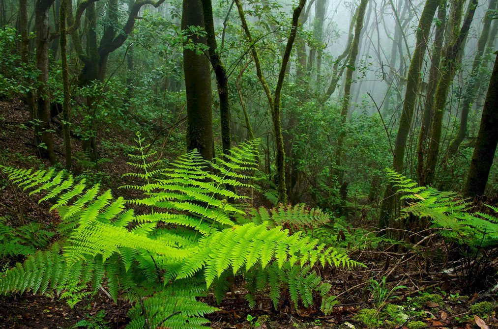 bosque laurisilva garajonay