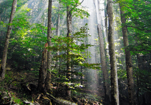 Paseos por el bosque para combatir el estrés