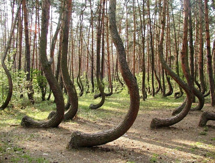 Bosque Torcido