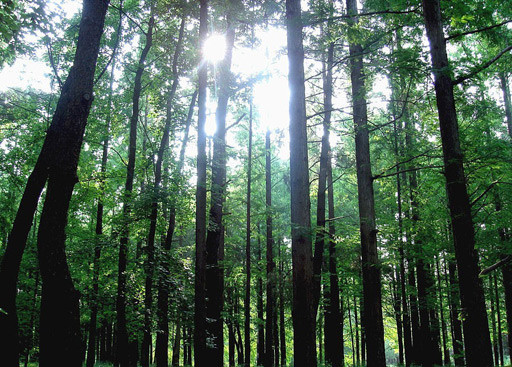 El Shinrin-Yoku consiste en darse baños de bosque