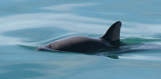 vaquita.jpg