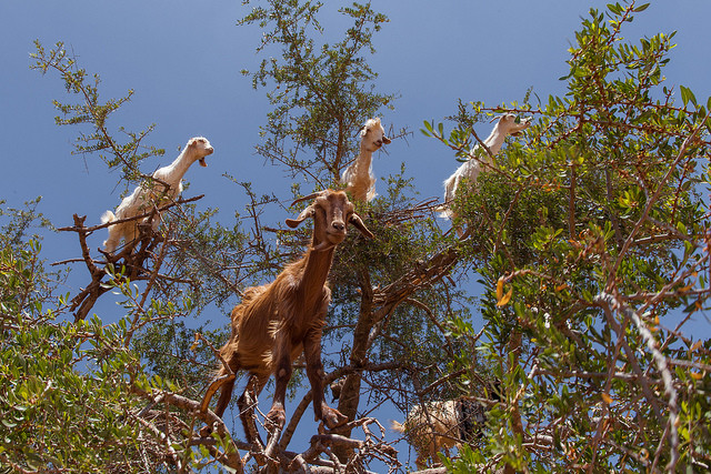 Cabras trepadoras