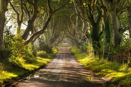 dark-hedges-tunel.jpg