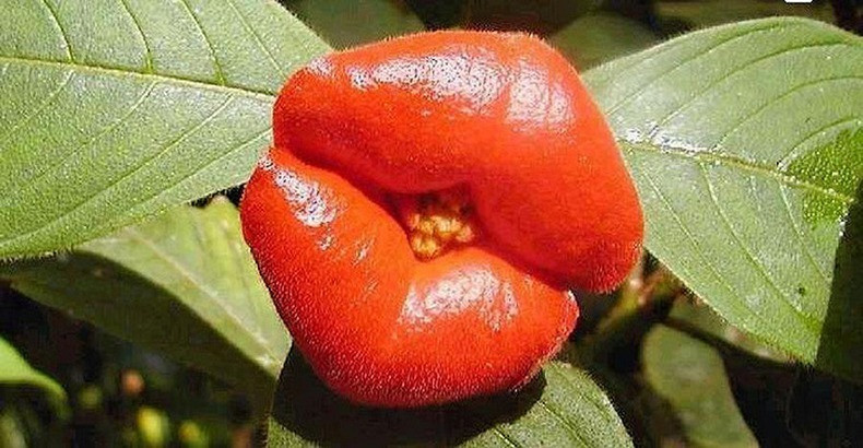 flor labios mujer sol