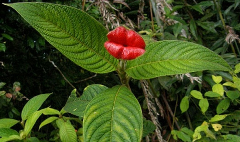 flor labios mujer
