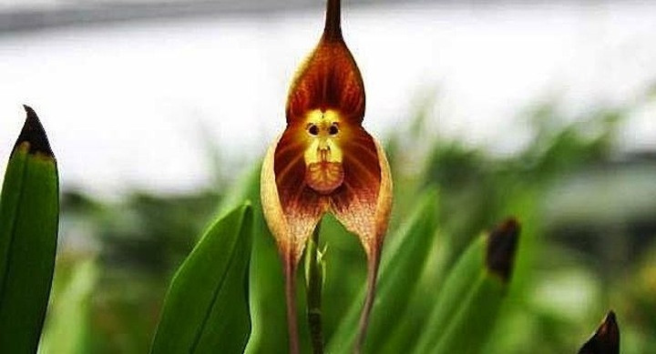 Flor que parece mono