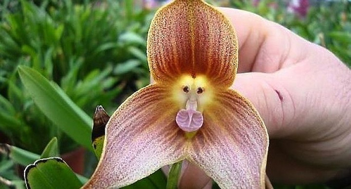 Flor que parece mono