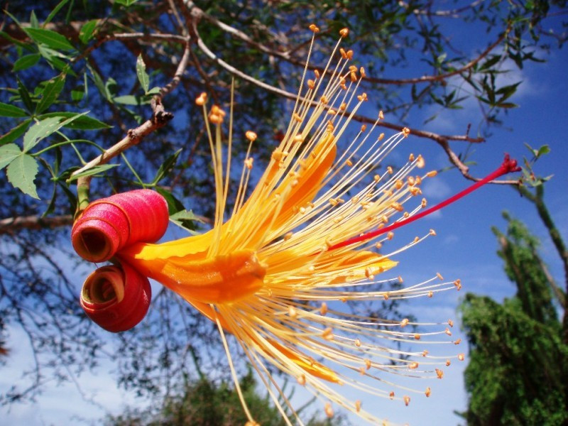 flora.jpg
