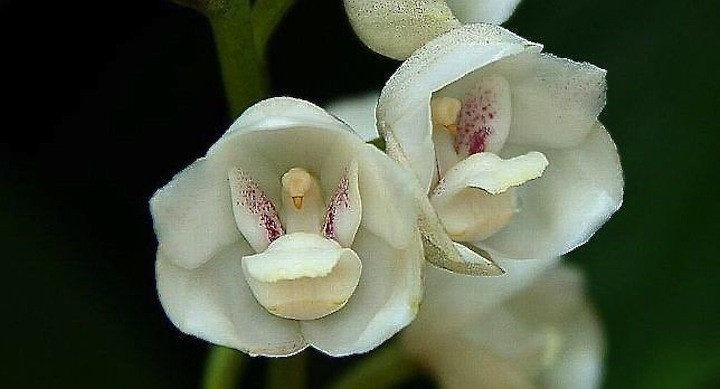 flores palomas