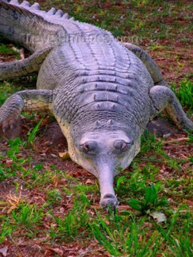 gavial.jpg