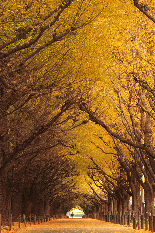 gingko-japon.jpg
